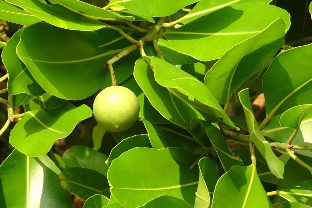 olej tamanu liście drzewa tamanu