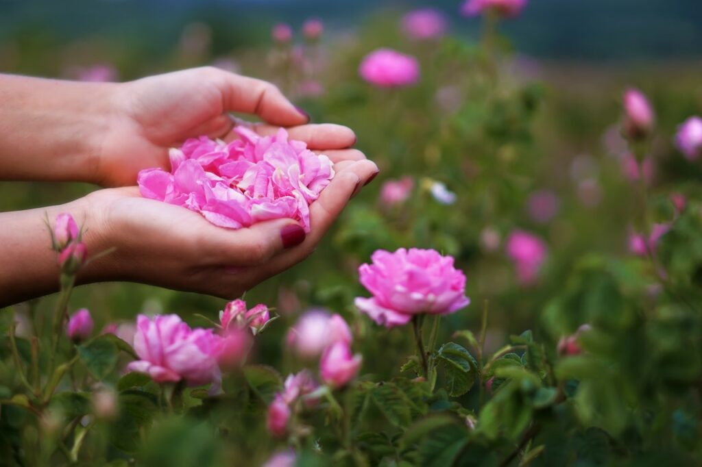 róża damasceńska płatki róży na dłoni